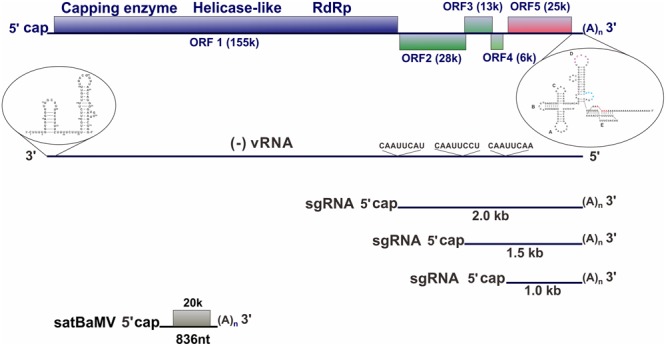 FIGURE 1