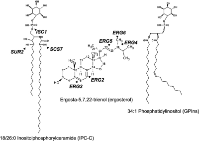 Figure 1.