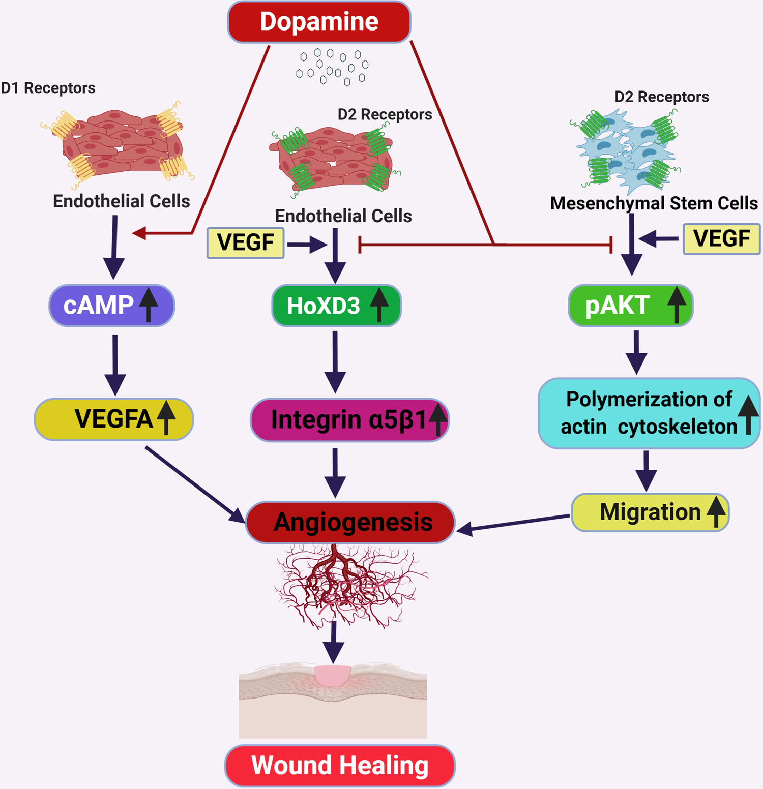 FIGURE 2: