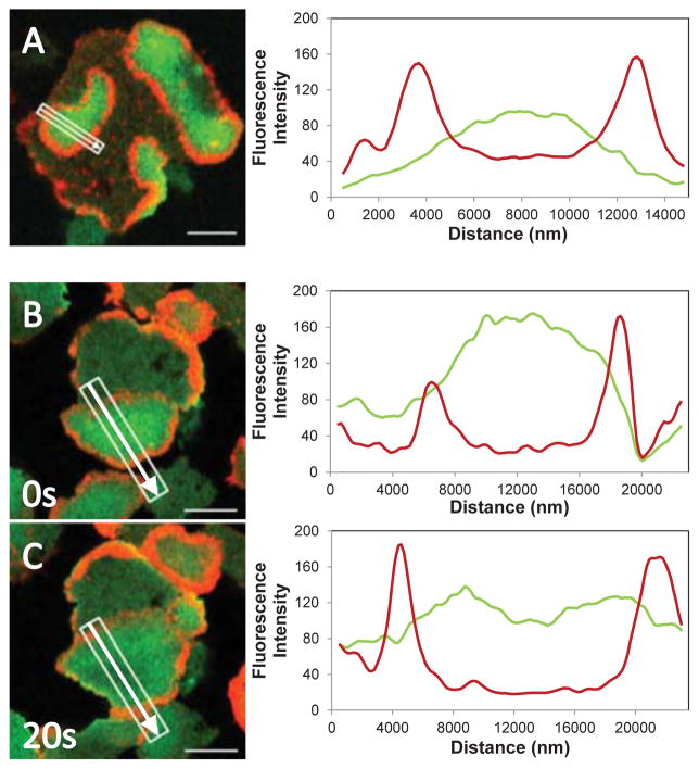 Fig. 12