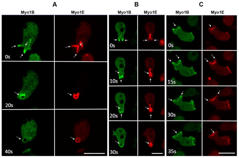 Fig. 10