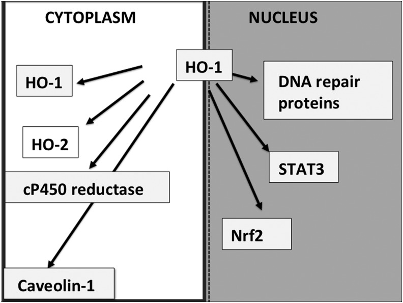 FIG. 5.