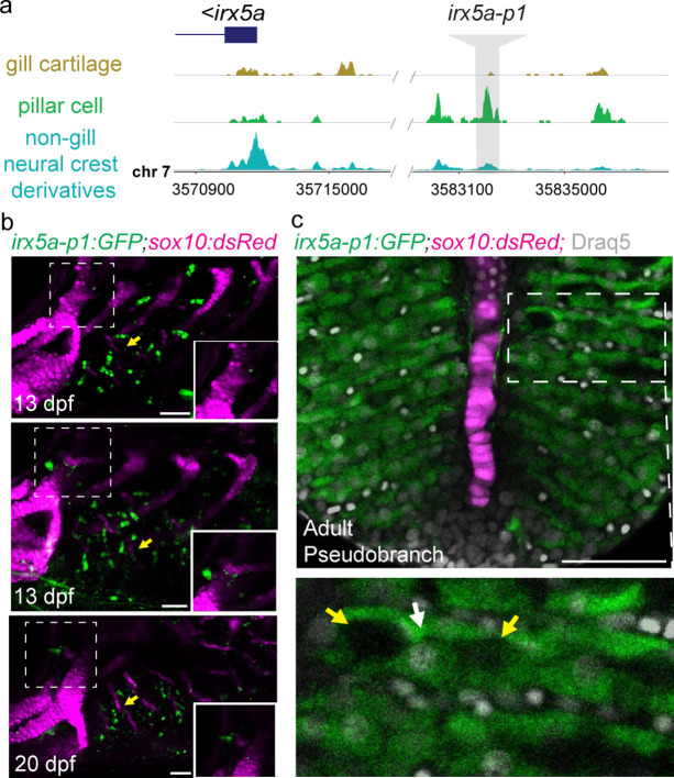 Figure 3—figure supplement 2.