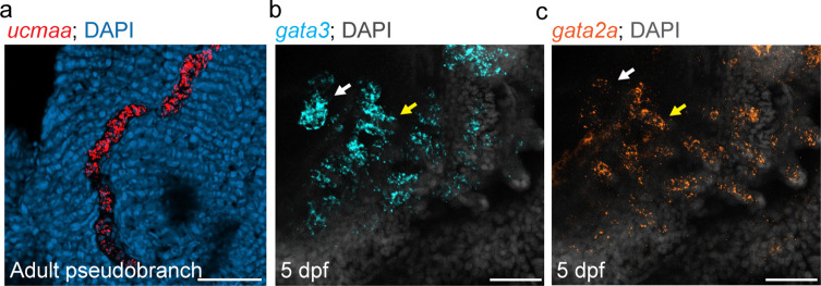 Figure 3—figure supplement 1.