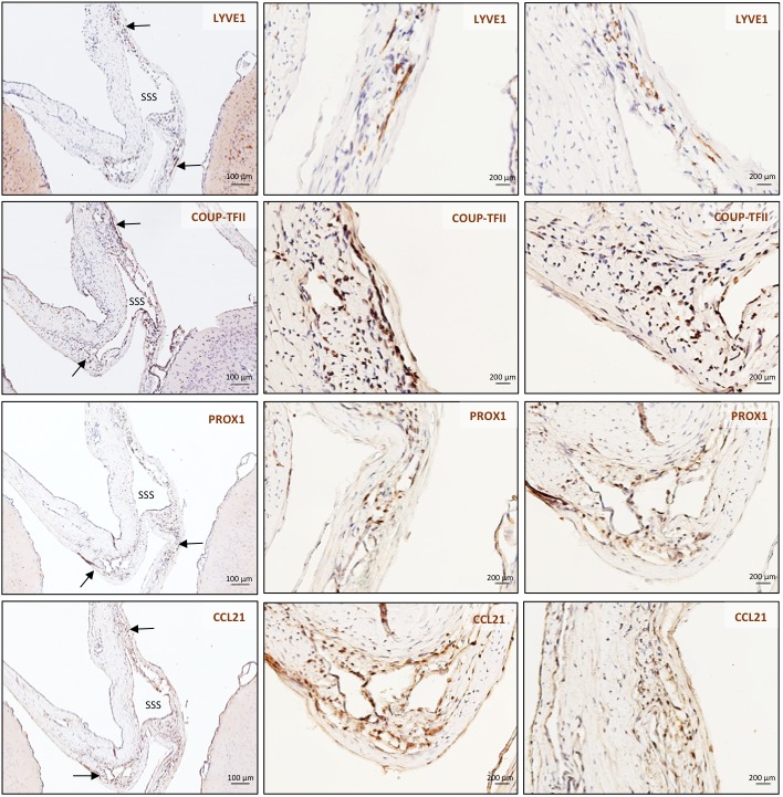 Figure 4—figure supplement 1.