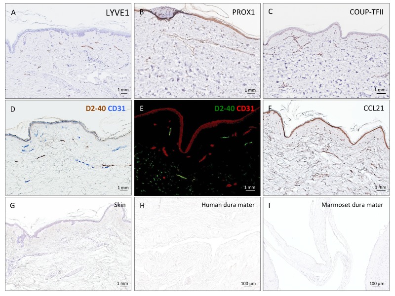 Figure 3—figure supplement 2.