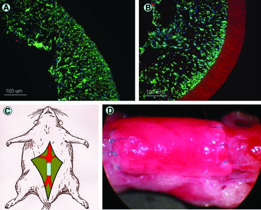 FIG. 1.