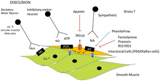 graphic file with name NMO-37-e14921-g002.jpg