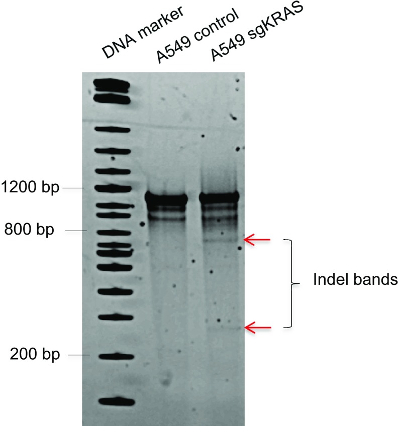 Fig. S5.