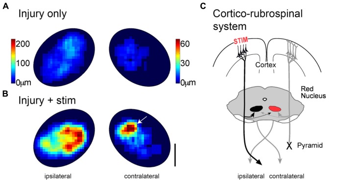 FIGURE 4