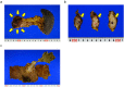 Fig. 2