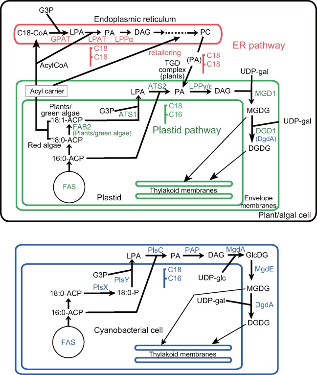 Fig. 7.