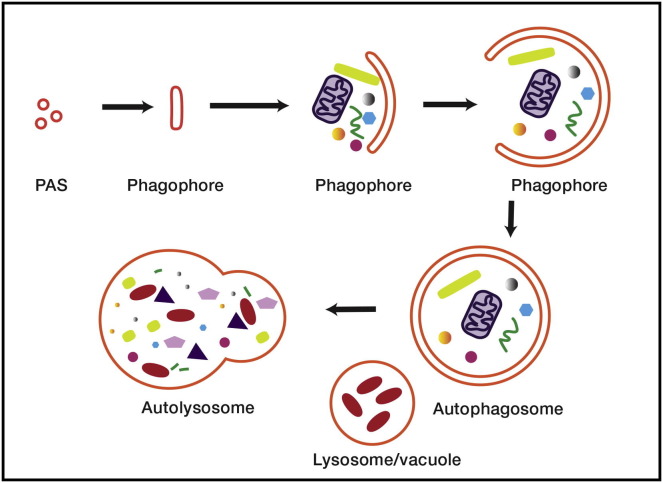 Figure 1