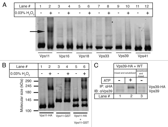 graphic file with name bioa-2-59-g2.jpg