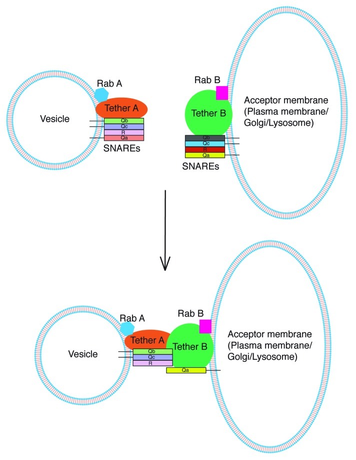 graphic file with name bioa-2-59-g5.jpg