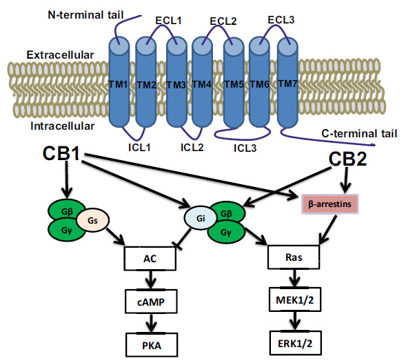 Fig. (1)