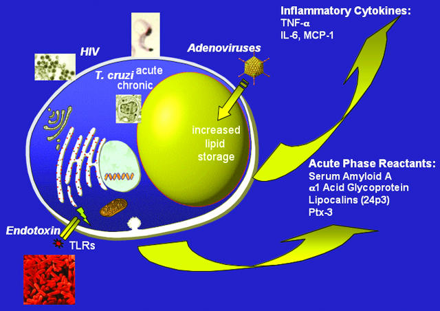 FIG. 1.