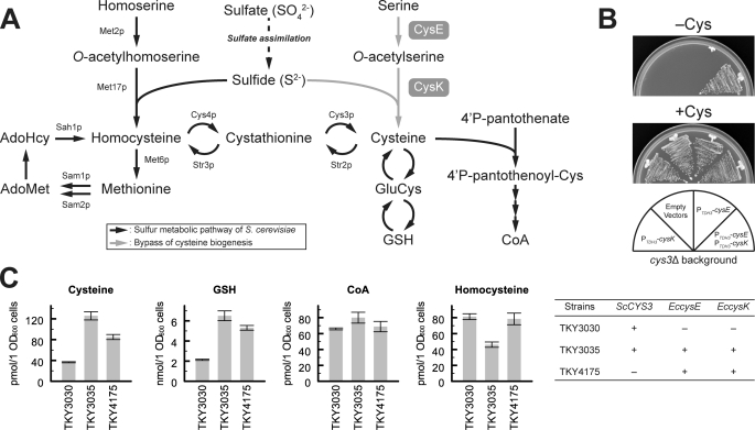 FIGURE 3.