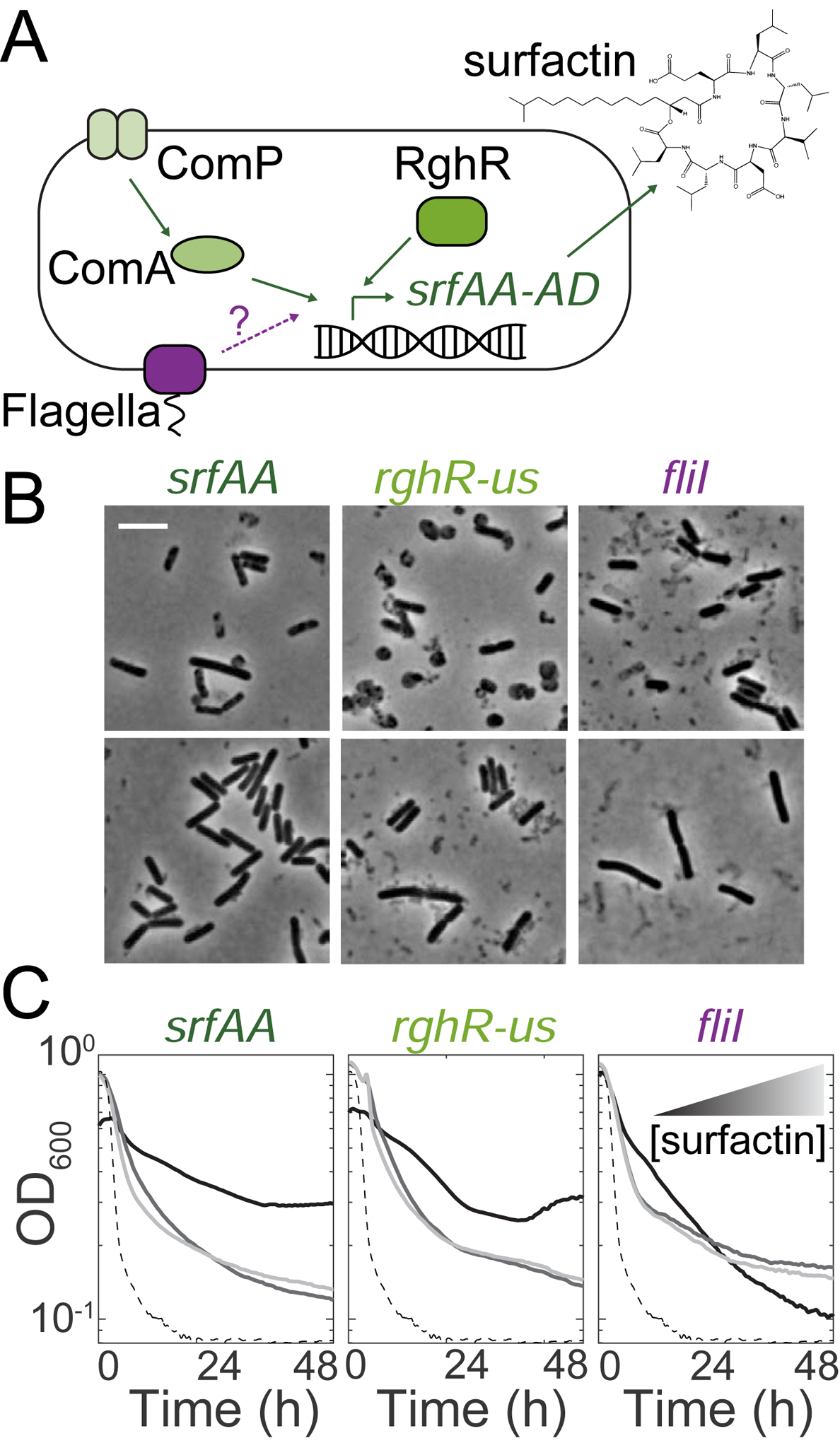 Figure 4: