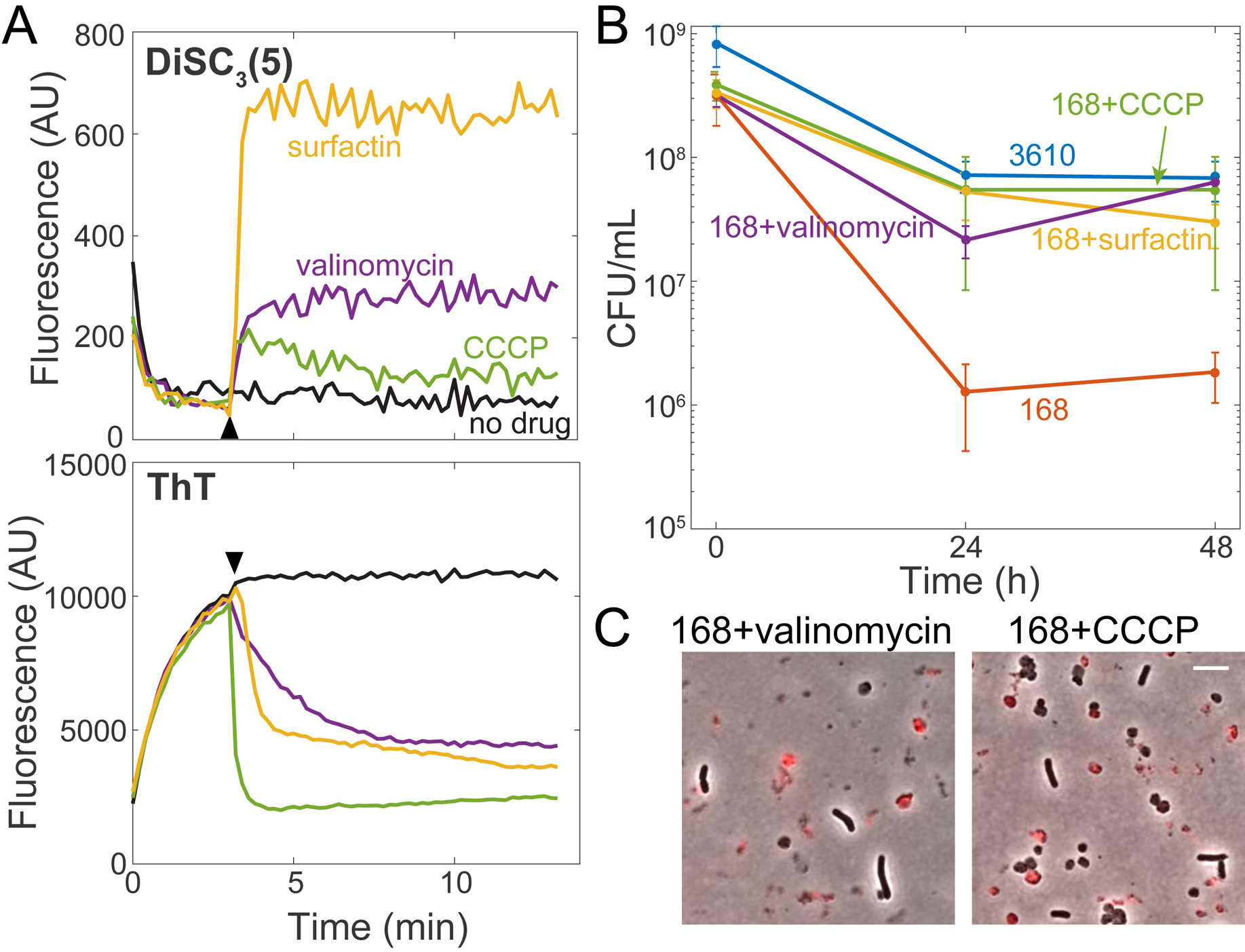 Figure 5: