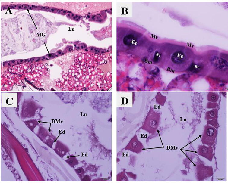 Fig. 2