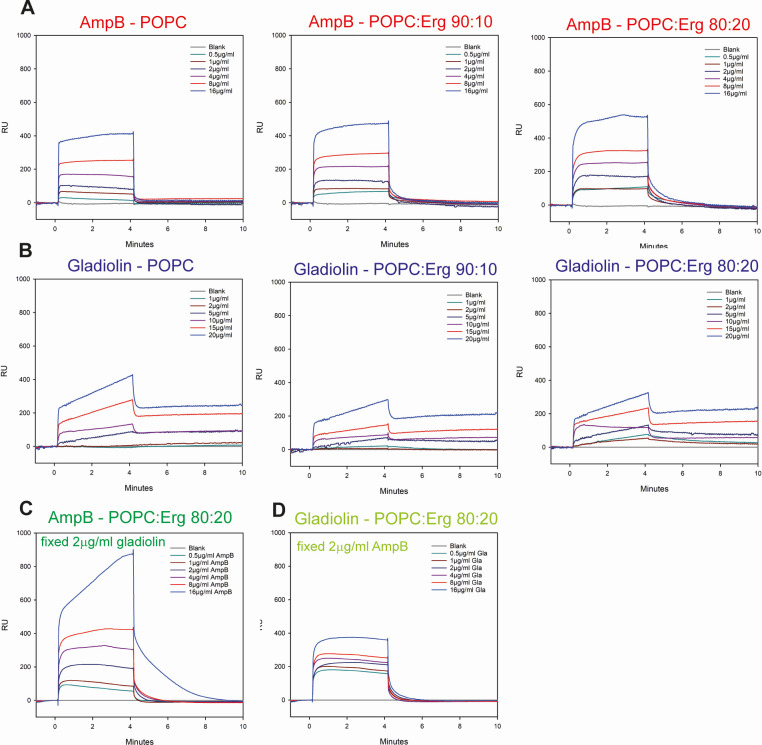 Dose-dependent binding curves of amphotericin B, gladiolin, or their combination to model membranes. Amphotericin B shows a quick and reversible binding while gladiolin’s binding is slower and partially irreversible.