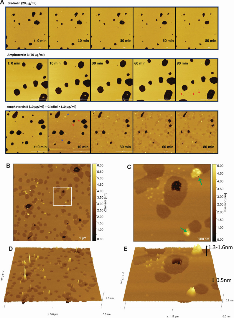 Time-lapse images depict the interaction of gladiolin and amphotericin B with model membranes. AFM images display membrane topography highlighting changes in lipid bilayer depth and surface changes after treatment with gladiolin and amphotericin B.