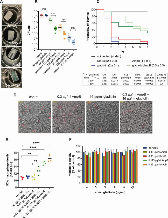 Synergistic effect of gladiolin and amphotericin B against fungal biofilms and macrophage interactions. It depicts fungal growth inhibition, survival analysis of infected Galleria larvae, macrophage death analyses, and macrophage metabolic activity.