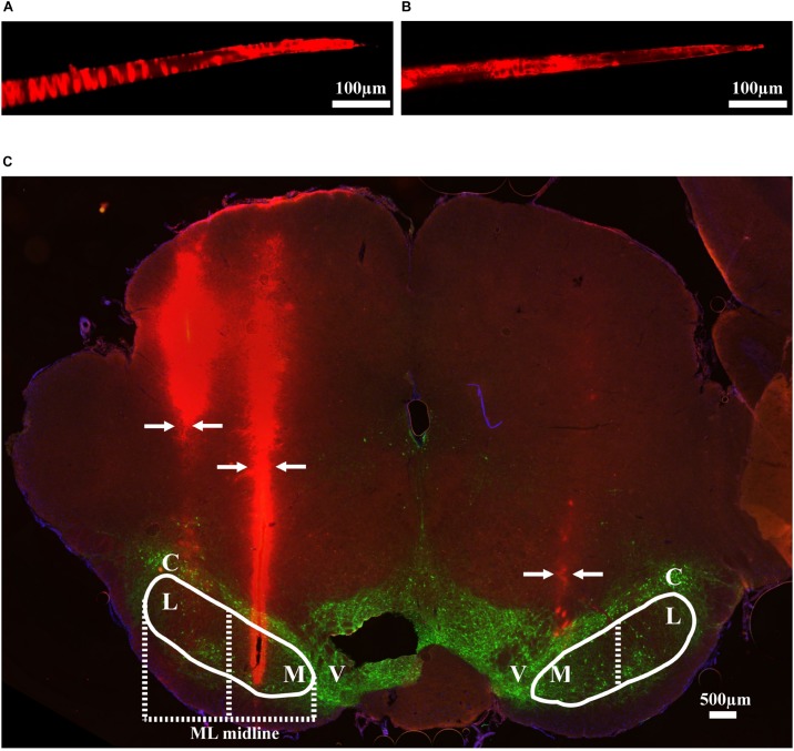 FIGURE 2