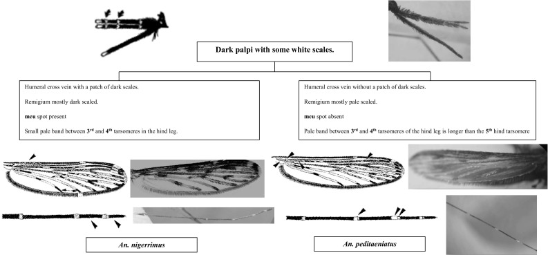 Fig. 4