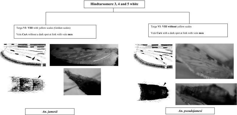 Fig. 7