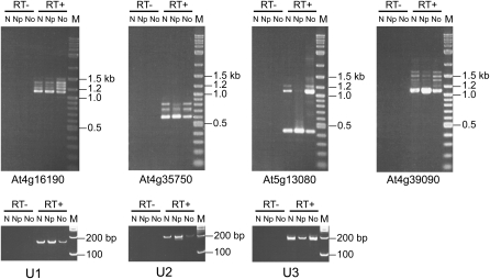 Figure 4.