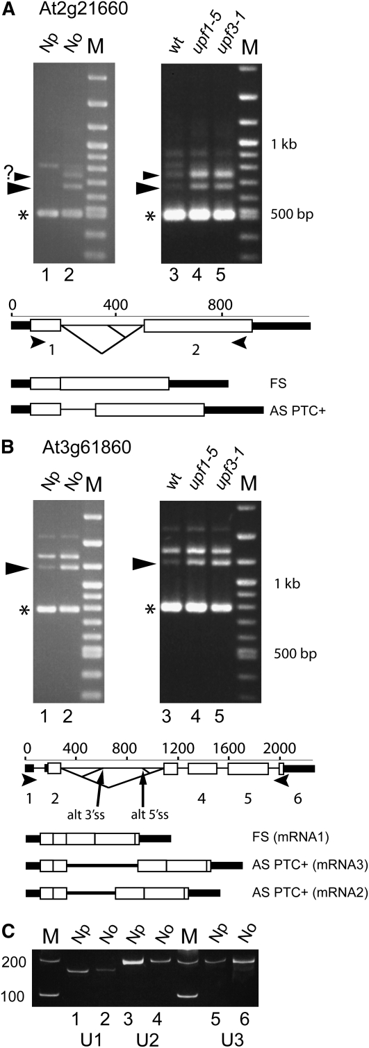 Figure 6.