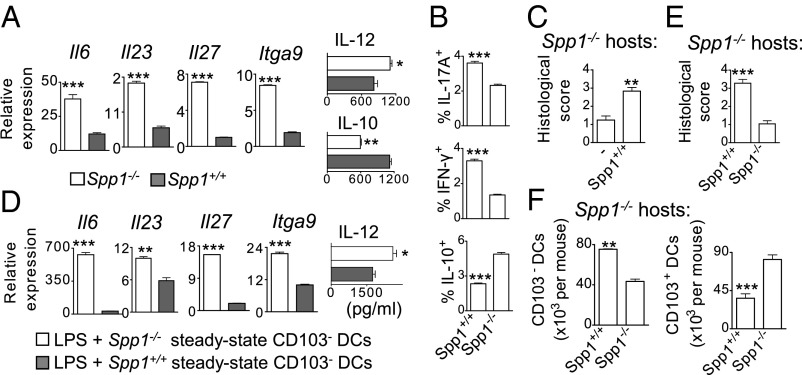 Osteopontin expression by CD103− dendritic cells drives intestinal ...