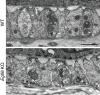 Figure 4—figure supplement 2.