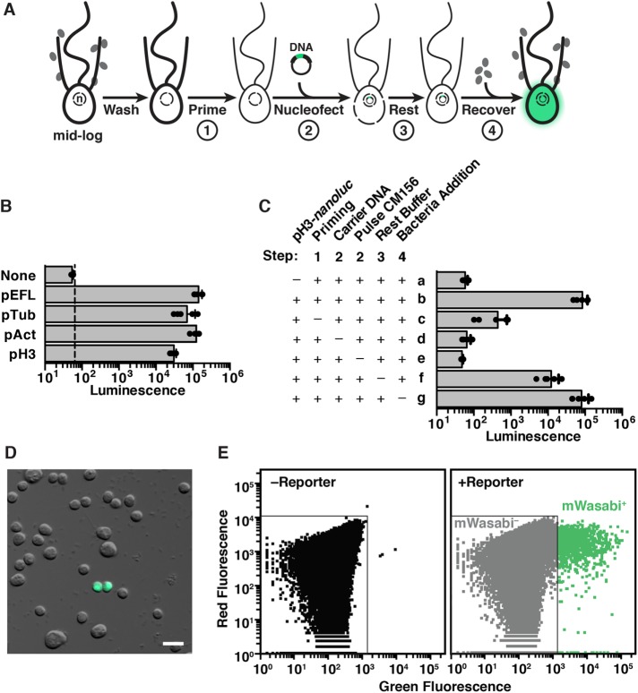 FIGURE 2: