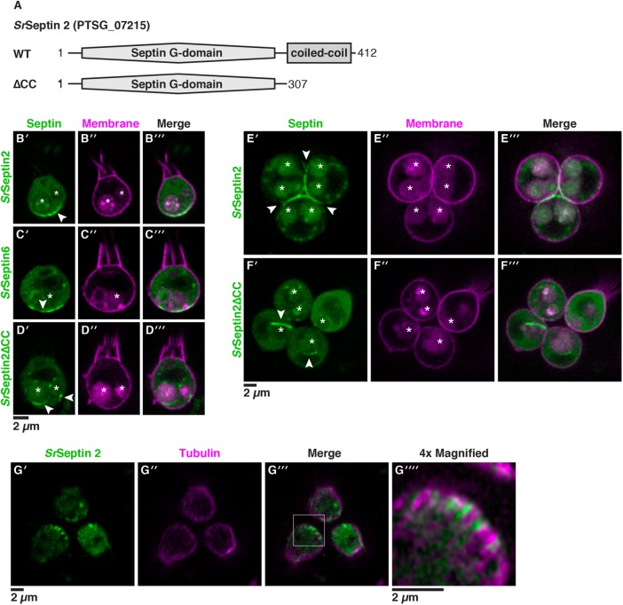 FIGURE 4: