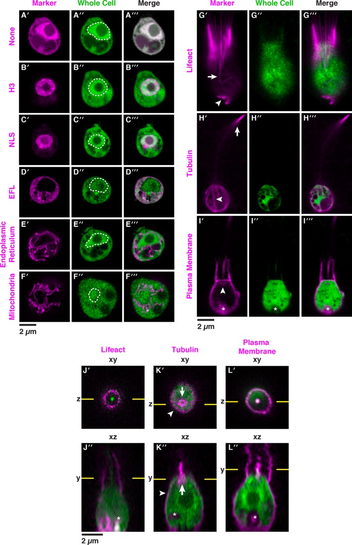 FIGURE 3: