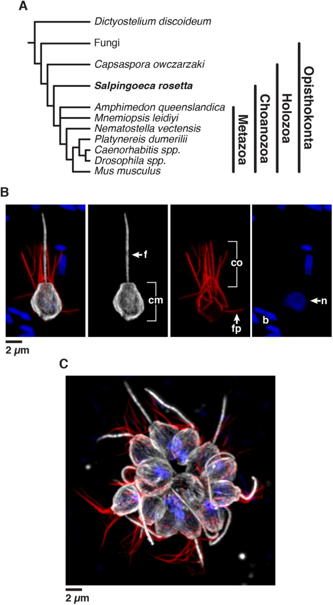 FIGURE 1: