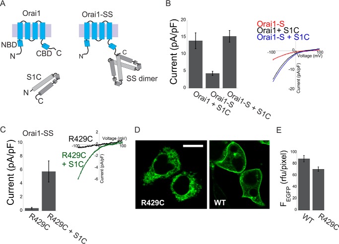 FIGURE 1.