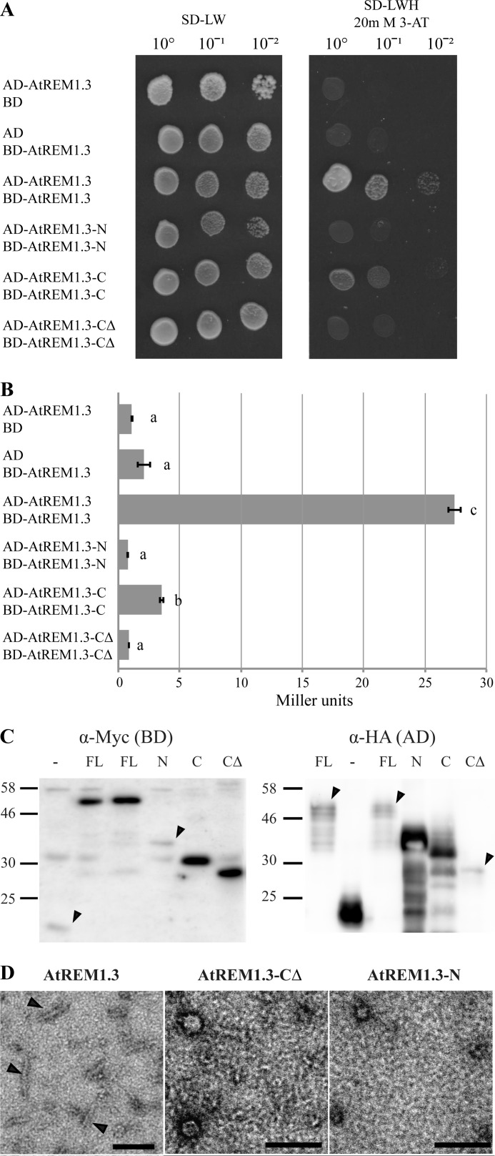 FIGURE 4.