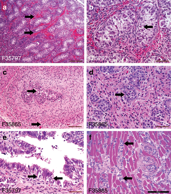 Fig. 8