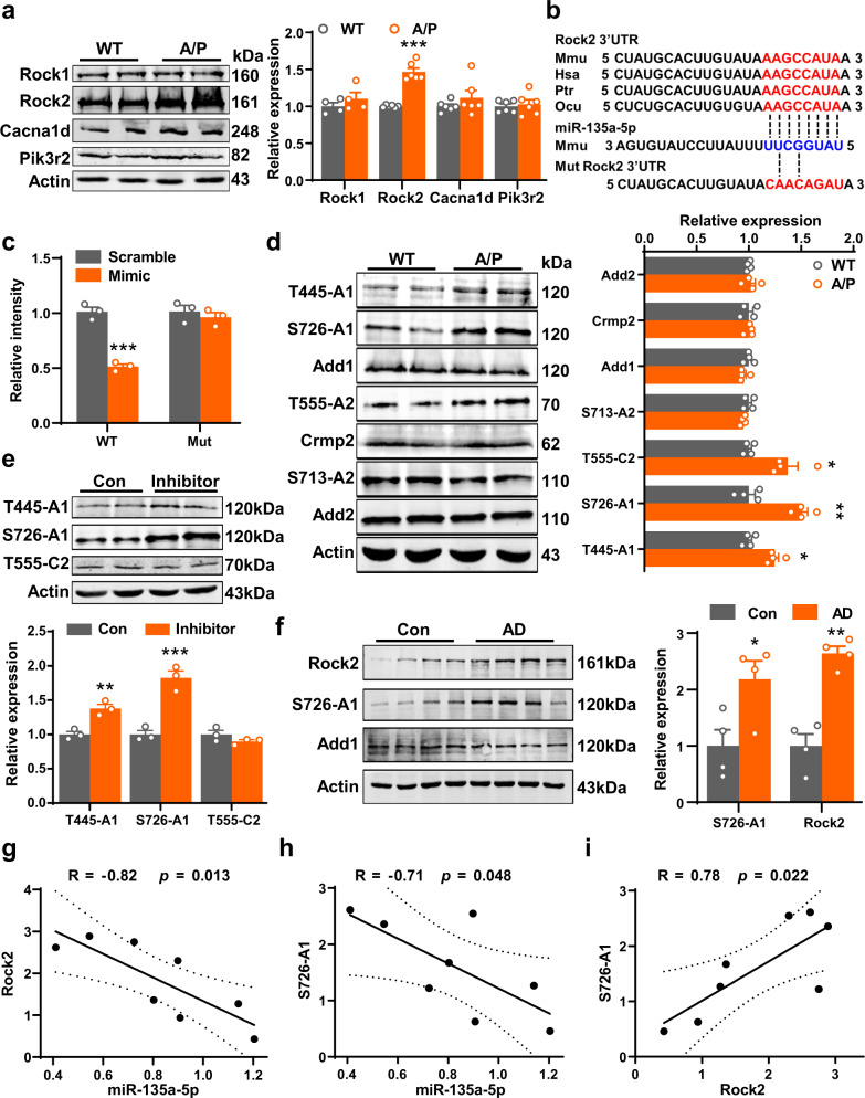 miR-135a-5p mediates memory and synaptic impairments via the Rock2 ...