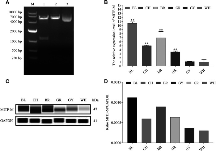 FIGURE 1