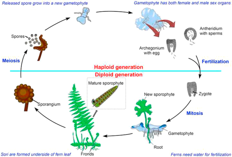 Figure 1