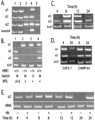 FIG. 4.