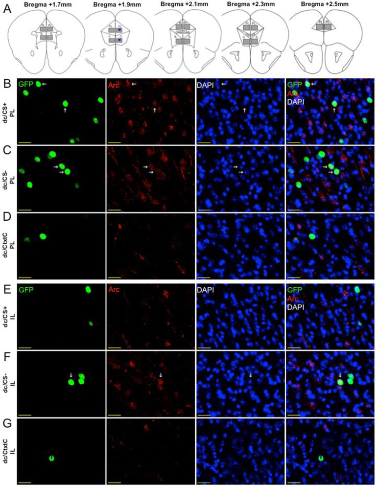 Figure 5: