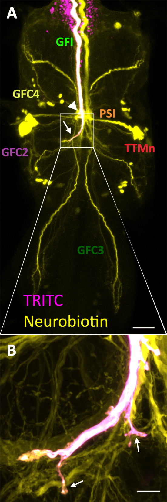 Fig. 1