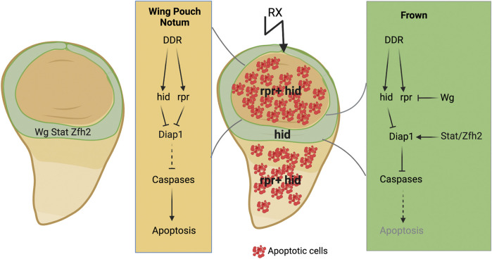 FIGURE 4