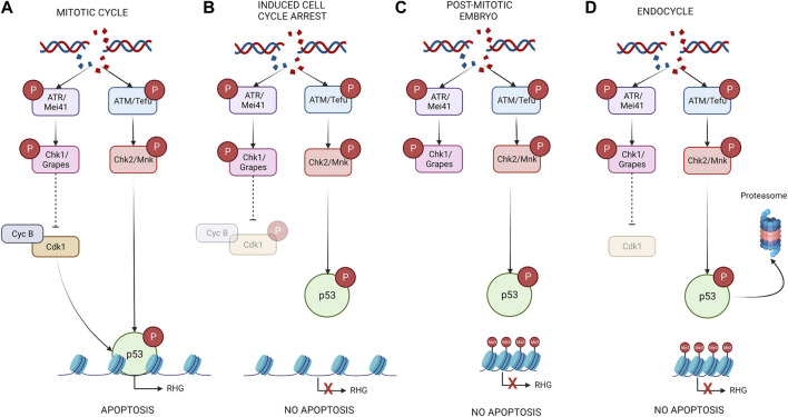 FIGURE 2